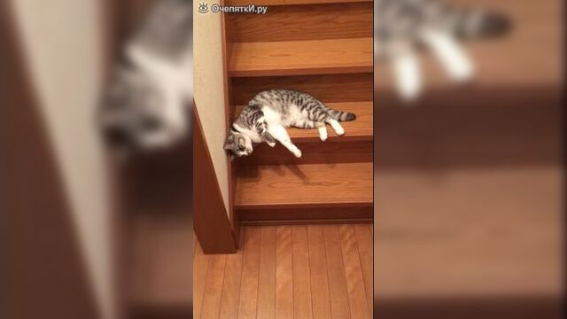 Video by ох уж эти пироги - доставка пирогов - красноярск