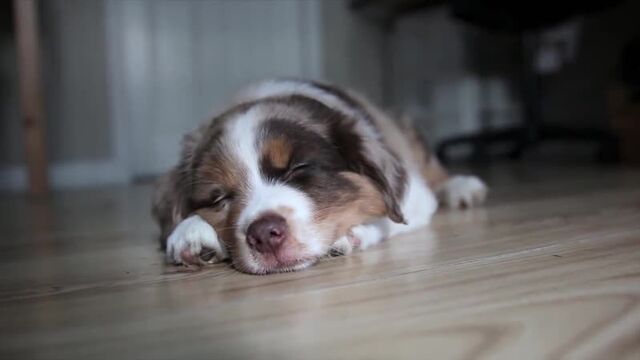 Миниатюрная американская овчарка miniature american shepherd 101! everything you need to know about mini ausies!