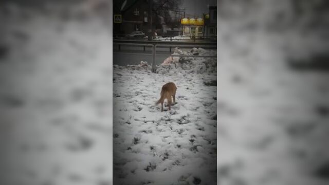 Куйбышевский |самара life