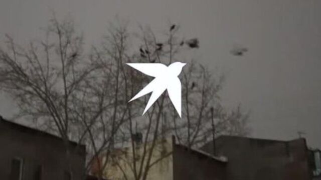 Центр новосибирска атаковали вороны и галки