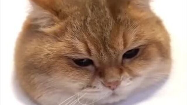 Как нарисовать реалистичного кота