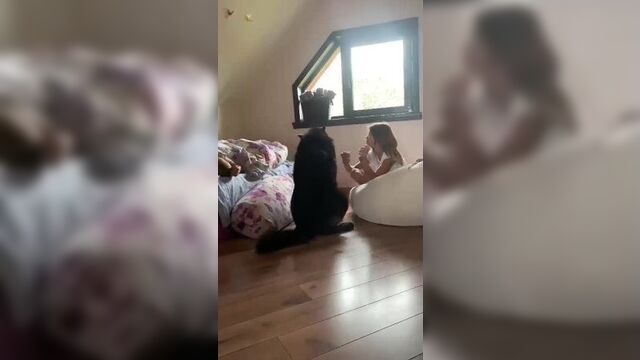 Video by "русский вольфхунд" юлии иванович