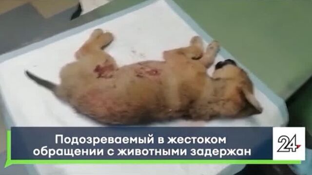 Video by зоопомощь (новосибирск) от "потеряшка-нск"