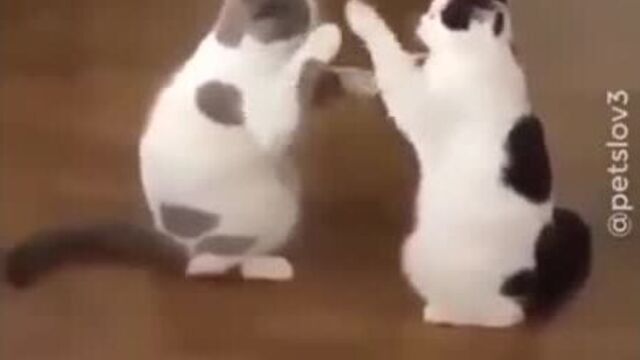 Смешные котики...