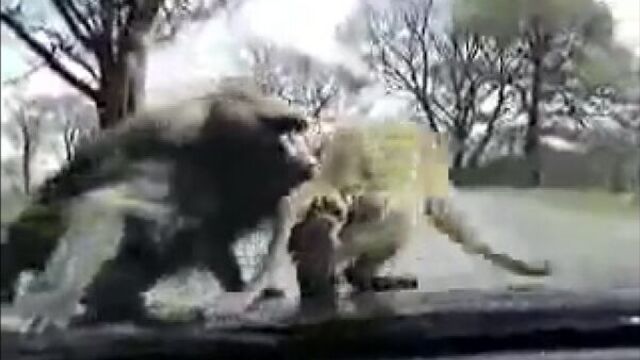 Спаривание обезьян крупным планом