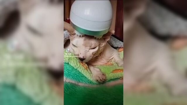 В этом бренном мире, как сказал ошо, главное - коту чтоб было хорошо 