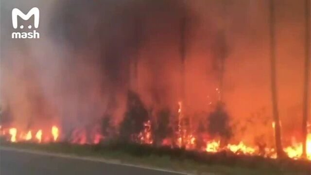 Лесные пожары в марий эл