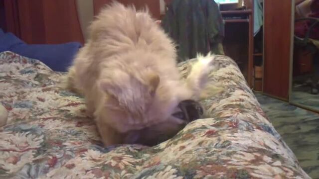 Кот трахнул собаку. мега прикол! смотреть до конца