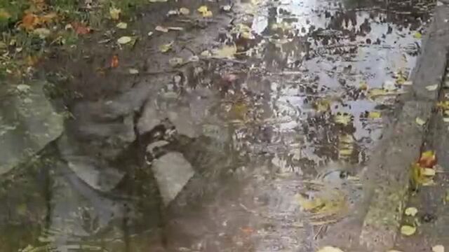 Батя,я не плачу- это дождь идет. исп.виталий котиц