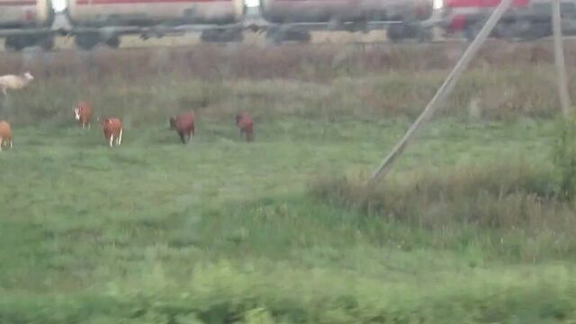 Трасса оренбург - уфа поезд сбивает коров