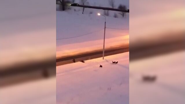 Стая собак набросилась на мальчка в оренбурге