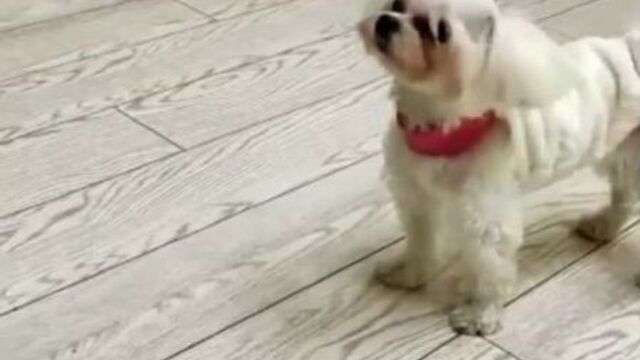 Video by ветеринарные референс-центры ивц мва