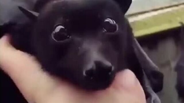 Милая летучая мышь