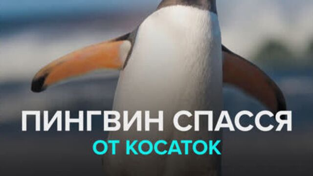 Пингвин спасся от косаток — москва 24