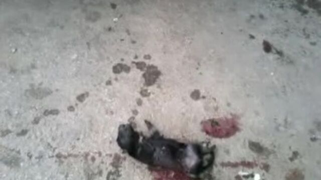 Зверская расправа 4-х подростков над слепыми щенками