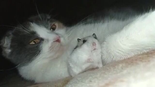 Хомяк испугался котихи (кота, кошки)