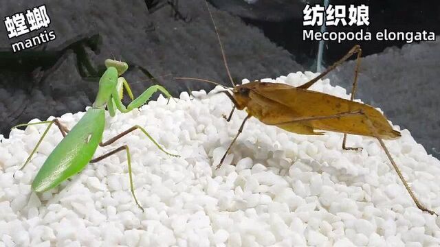 Богомол vs супер кузнечик