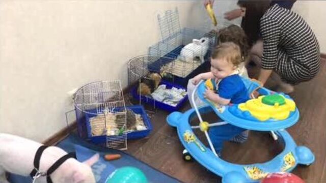 Выездной контактный зоопарк абакан- «фиеста»