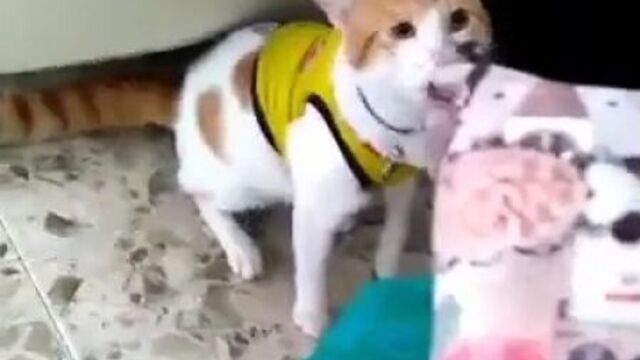 Гоооооол (6 sec)