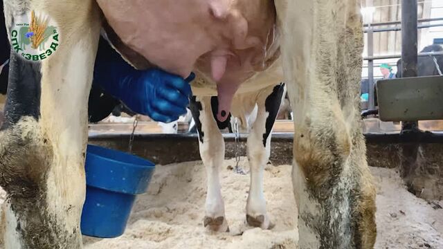 Доим коров спк "звезда"