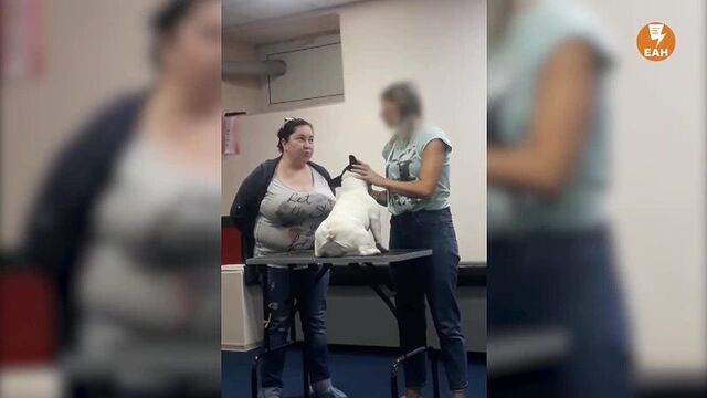 Бедная буся. заводчица угрожает собаке расправой