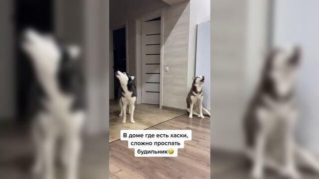 Био будильник