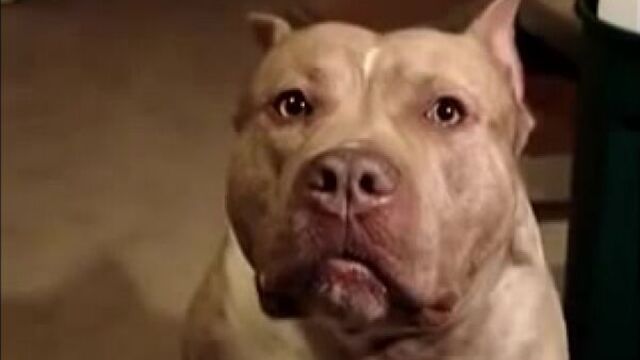 Самый злой в мире питбуль