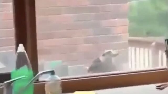 - дай похавать