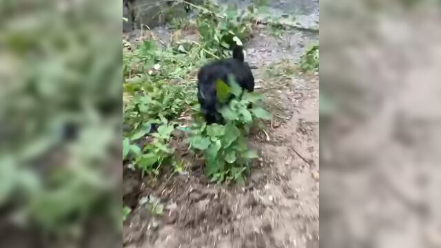 Video by общественное объединение «костанай зоо пульс»