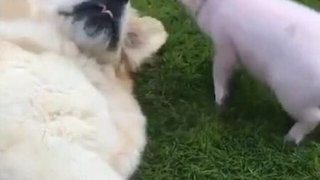 Свиноворот свиней