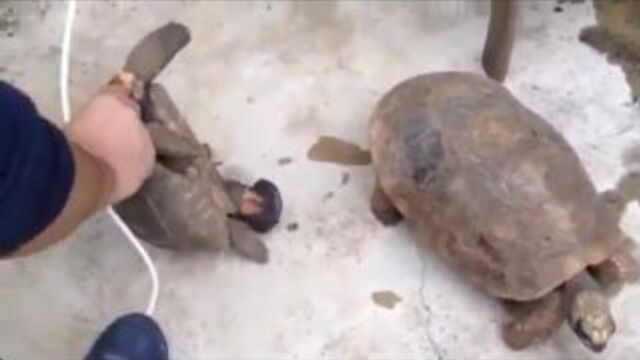 Большой член черепахи)))