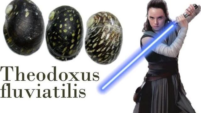 Улитки теодоксусы - панацея от водорослей в аквариуме!