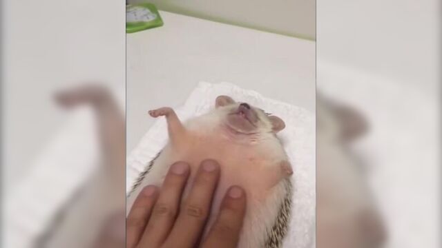 Ёжику делают массаж