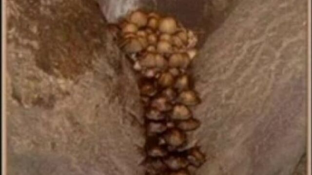 Эротика в природе. необычная эротика.