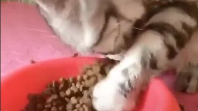 Кот эсковатор