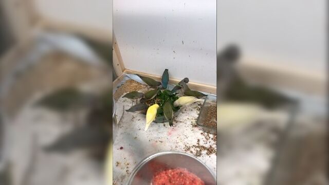 Амадина гульда лето 2017 laa