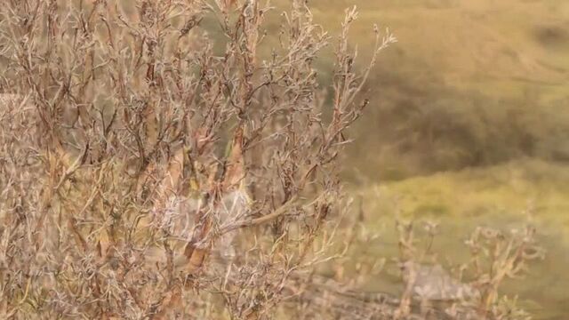 Leo rojas - der einsame hirte