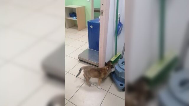 Video by сплетник коряжмы