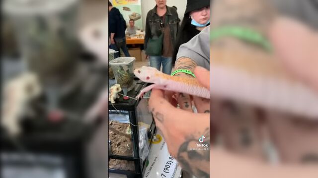 Крис штрэфонд | кристина желточенко | tiktok от .05.2021