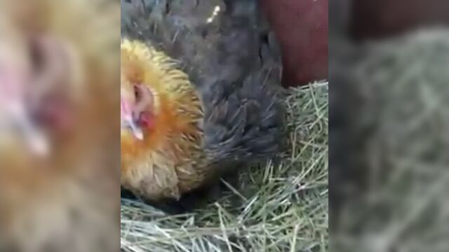 Пернатая мама для пушистых милах) gthyfnfz vfvf lkz geibcns[ vbkf[)