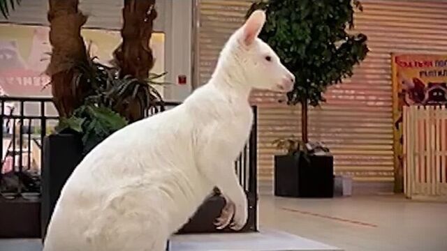 Коряжма. выставка животных. с 25 августа по 13 сентября.