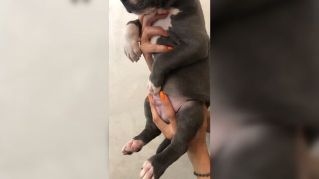 Video by продажа щенков питомника ''пит прайт" прайтер