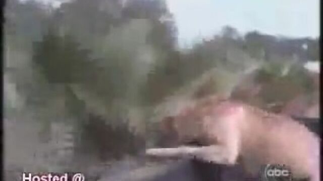 Приколы с животными! =) порно