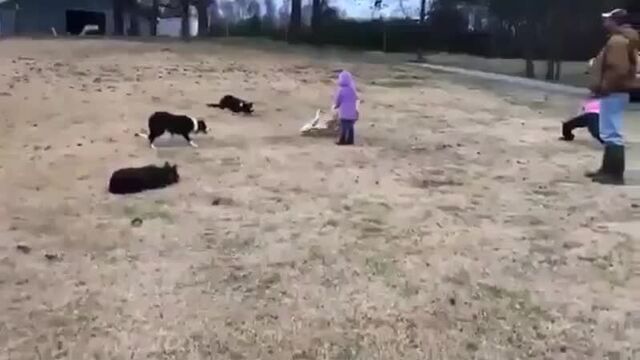 У собак тимплей лучше чем у твоих тимейтов (vhs video)