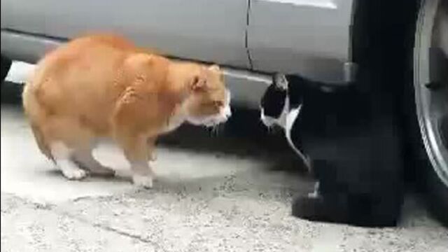 Чо, побазарим??