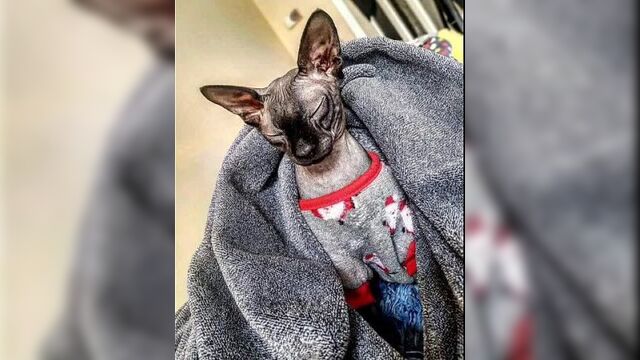 Фотобатл, красивые кицы