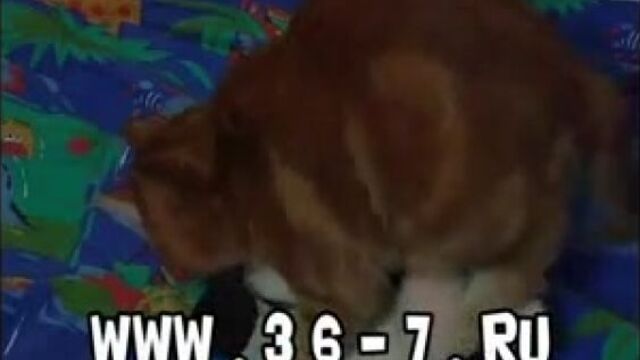 Кот занимается сексом с мягкой игрушкой