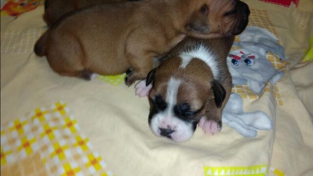 Девочки стаффи