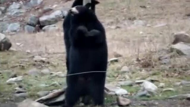 Funny bear pole dancing