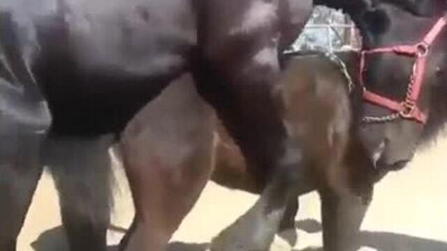 Amazing big horse mating compilation - horse breeding !.mp4